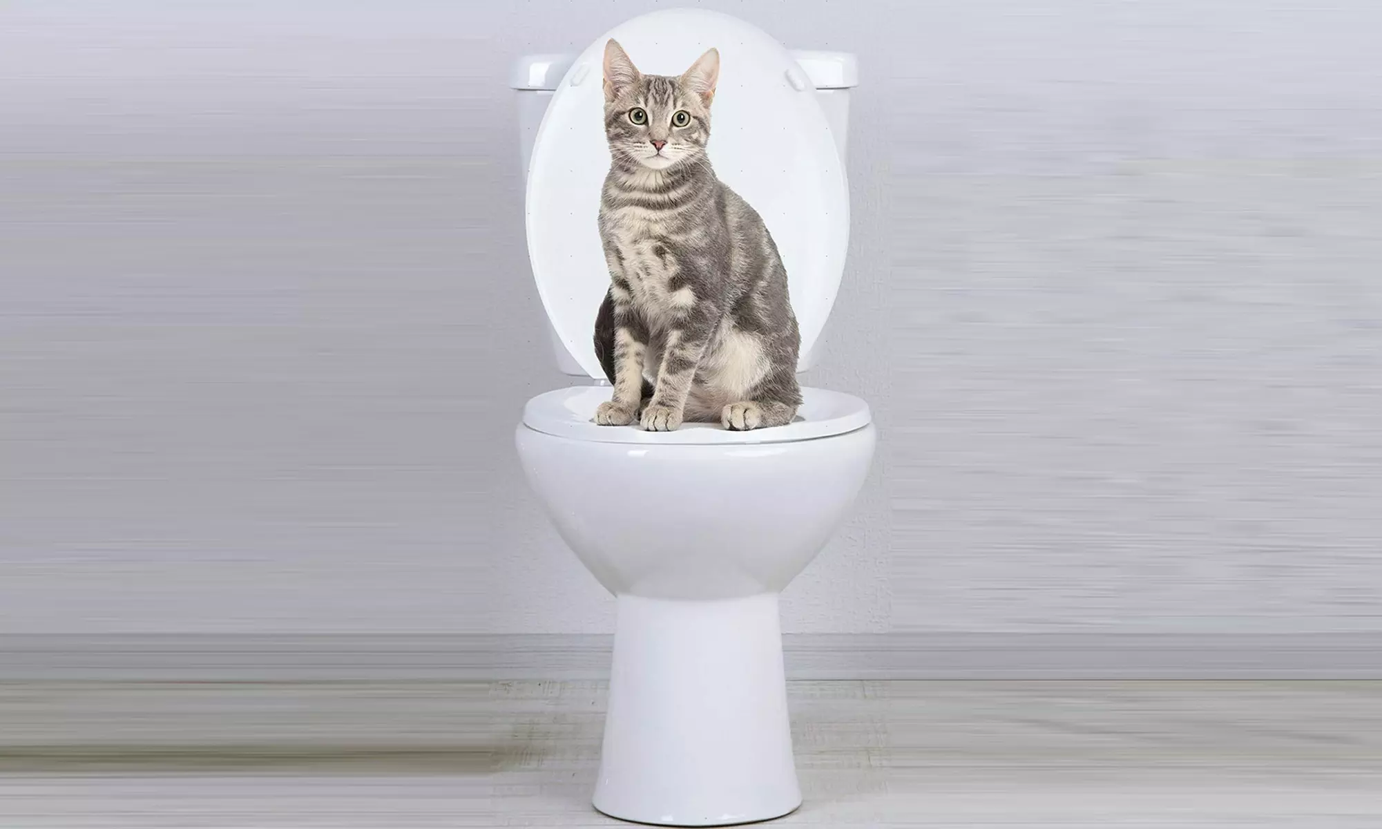1 ou 2 sièges de toilettes pour chat - Primary Image