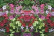 Summer Bedding Plant Collection - 24 or 48 Plants - Image 5