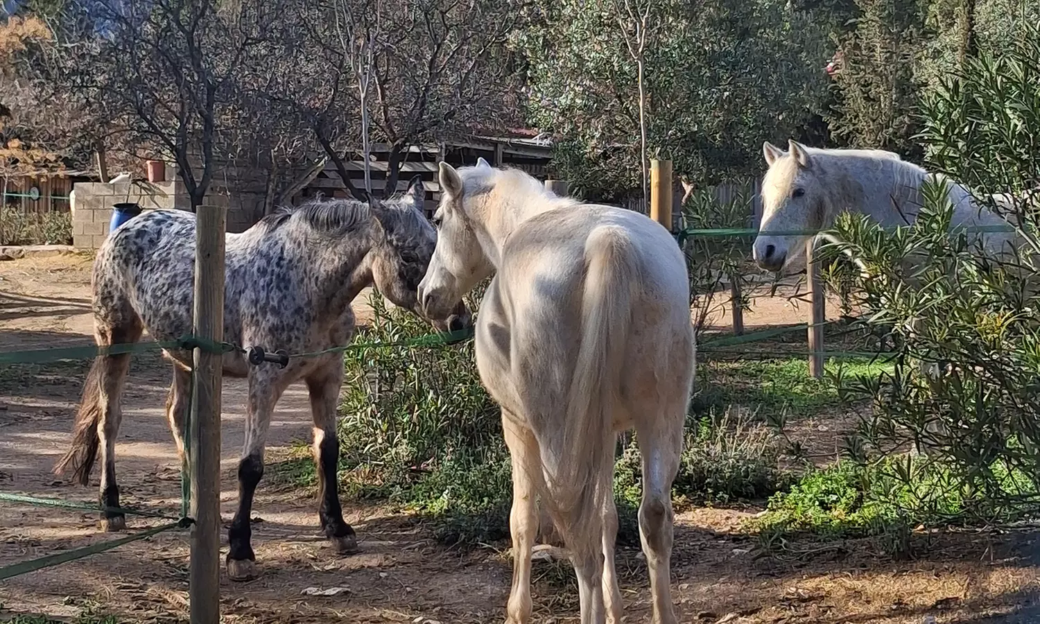 50% de dto. en Equitación - Actividad recreativa en MAIGMO