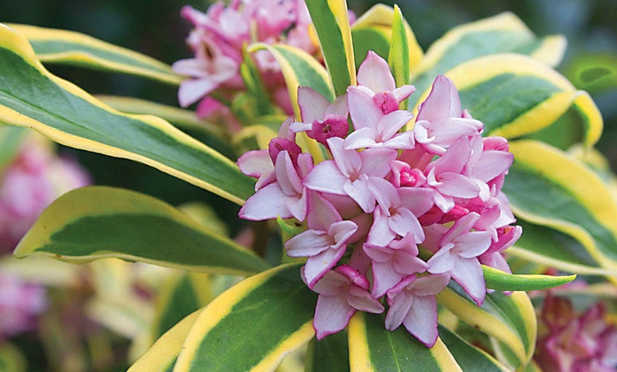 Image 1: Daphne Plants