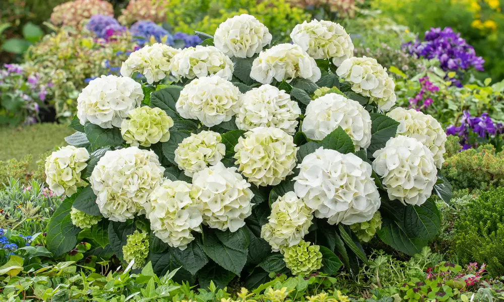 Lot de 3 ou 6 plants de Hydrangea Macrophylla, coloris au choix - Primary Image