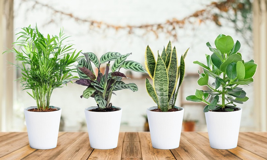 Image 1: Set of Four Easy-Care Houseplants