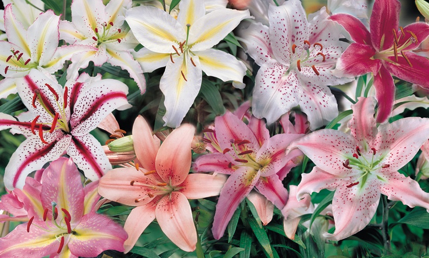 Image 6: Giant Scented Lily Oriental Mixed Collection - 24 or 48 Bulbs