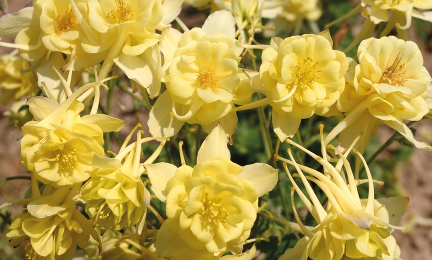 Image 1: 5 or 10 Aquilegia Sunshine Plants