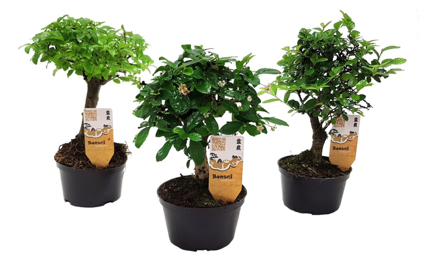 Image 2: Set van 3 Bonsai boompjes