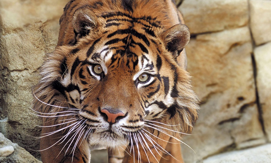 Image 4: Descubre la diversión salvaje en Madrid: ¡el Zoo Aquarium te espera!