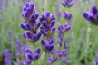 Up to Nine Fragrant English Lavender Hidcote Plug Plants - Image 6