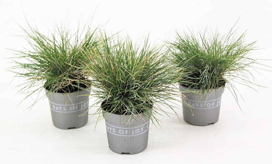 Image 5: Lot Festuca Glauca ‘Blue’ en pot