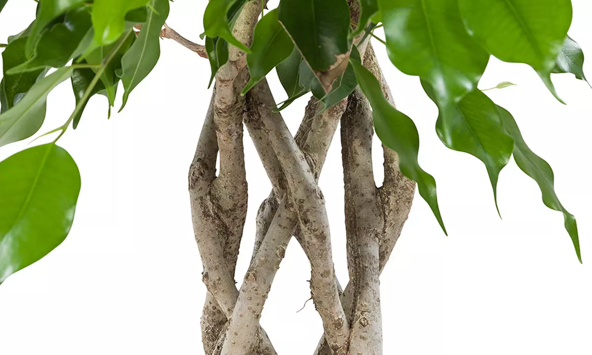 1 Ficus Exotica tige tressé, 100cm à la livraison pot inclus - Second Medium