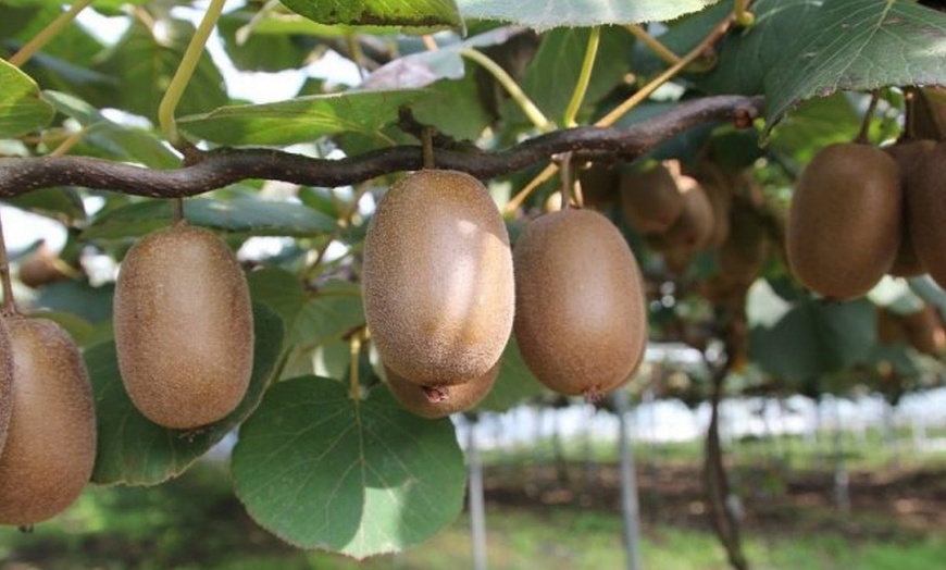 Image 1: 3 o 6 piante di Kiwi Actinidia deliciosa Jenny