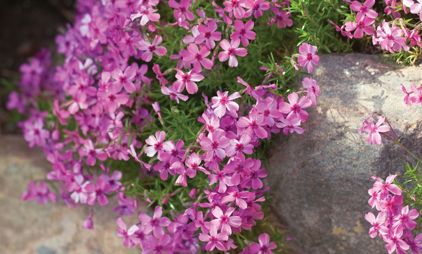 Image 12: Mixed Seasonal Alpine/rockery Plants - Potted or Plug Plants