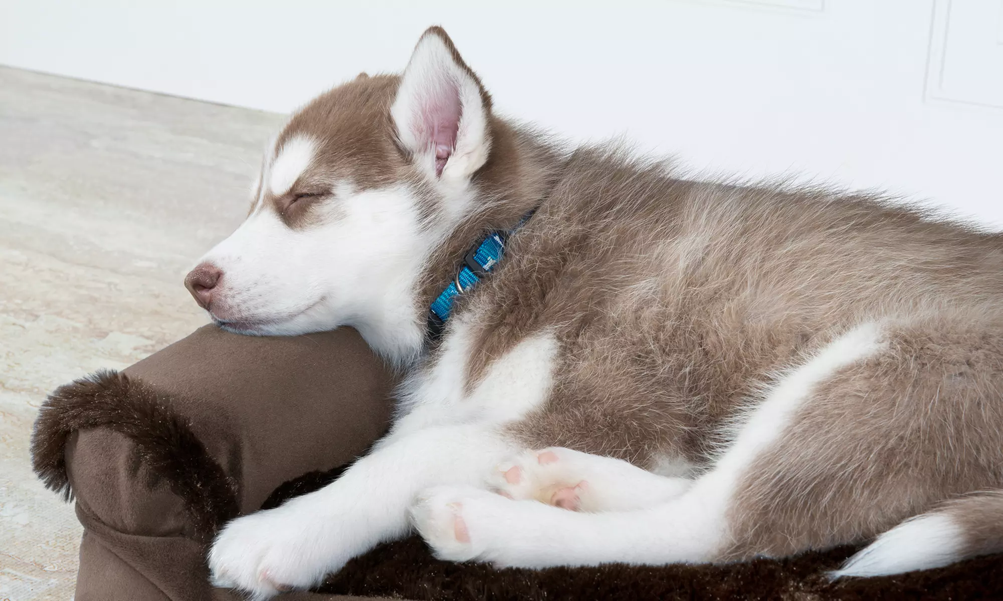 Furhaven Bolstered Pillow Chaise Lounge Bed for Dogs - Primary Image