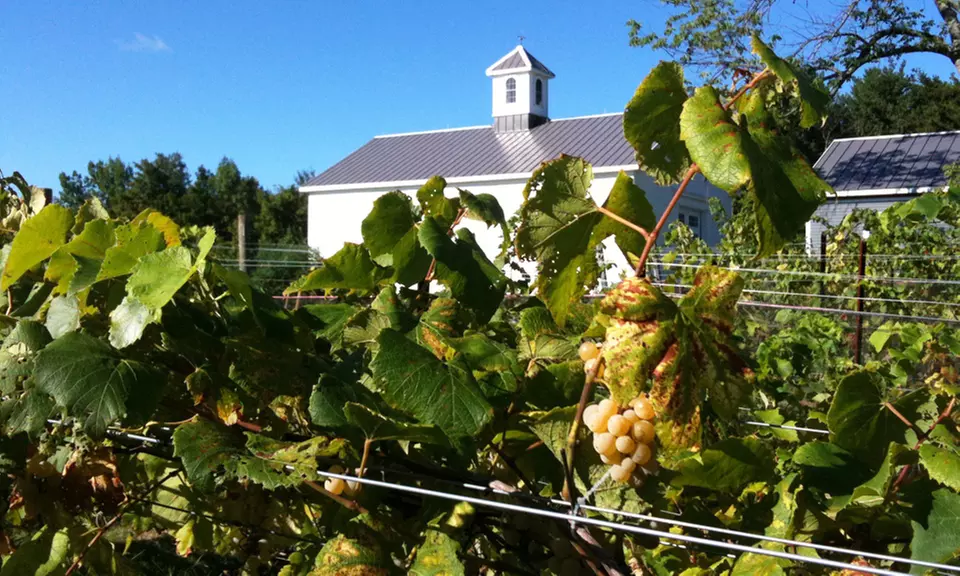 Tasting Tour and Take-Home Glasses for One, Two, or Four at Appolo Vineyards (Up to 38% Off) - Primary Image