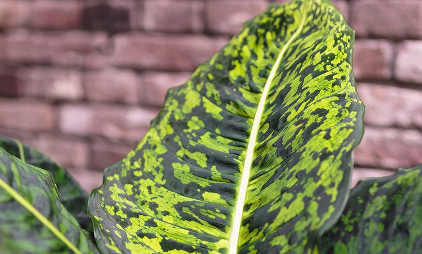 Image 4: Large Dieffenbachia Plant 