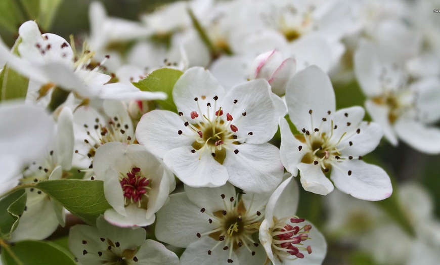 Image 4: 1 ou 2 ensembles de 4 arbres fruitiers piliers