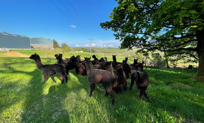 Image 3: Unleash Your Wild Side: Embark on a 90-Minute Alpaca Adventure