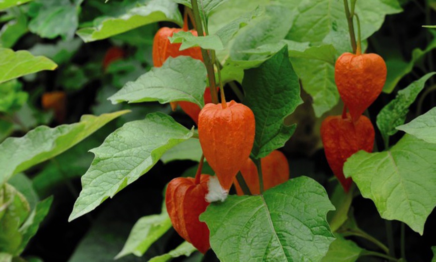 Image 2: Three or Six Physalis Chinese Lantern Plants