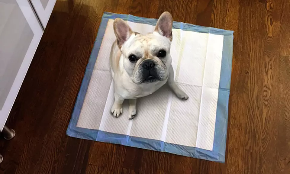 AKC Puppy Training Pads (25-,50-,100-, 150-, 200-, or 400-Pack) - Primary Image