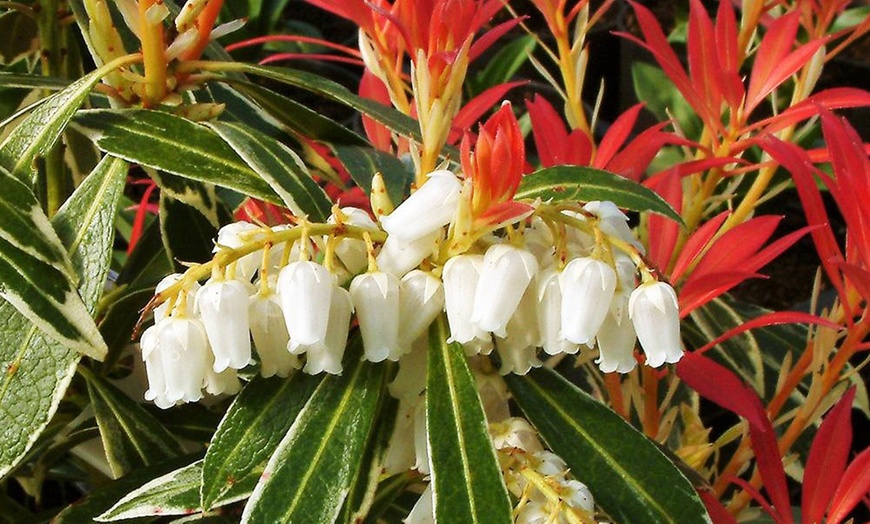 Image 3: Plante Pieris Japonica