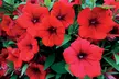 Up to 100 Petunia Surfina Mixed Plants - Image 5