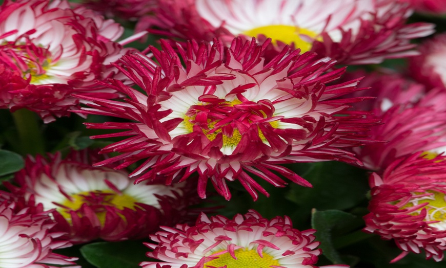 Image 3: Bellis Bam Bam Duo Collection - 2, 4 or 6 Potted Plants