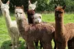 Enjoy a family day out at Bridge End Alpacas! Pet and feed friendly alpacas with up to 
50% .Fun for all ages - Image 2
