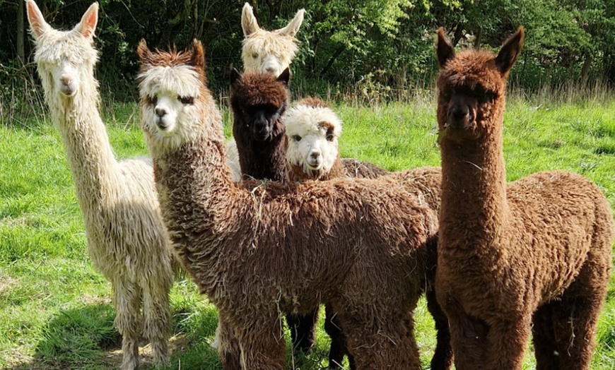 Image 2: Enjoy a Fun Farm Walk and Alpaca Meet for One, Two, or Four People