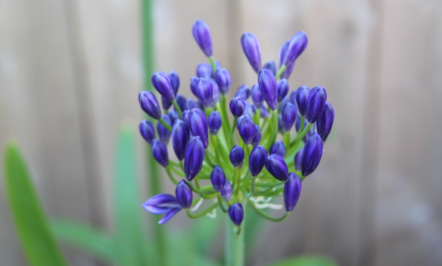 Image 2: Afrikaanse lelie Agapanthus