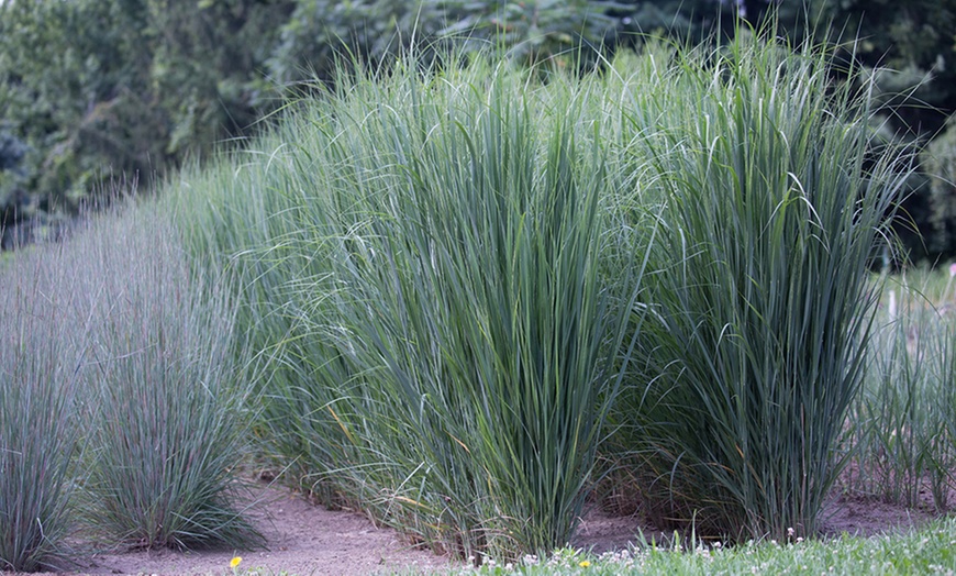 Image 4: XL Panicum Northwind Grass Plant