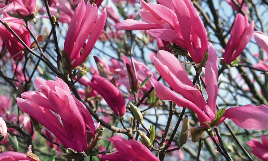 Image 2: Magnolia Susan Plant 3 Litre