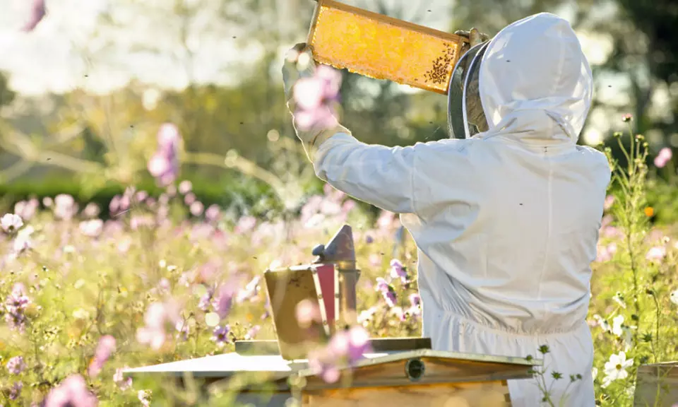 One Gardening or Chicken and Bee-Keeping 101 Course for One Person at KZ Permaculture (Up to 33% Off)  - Primary Image