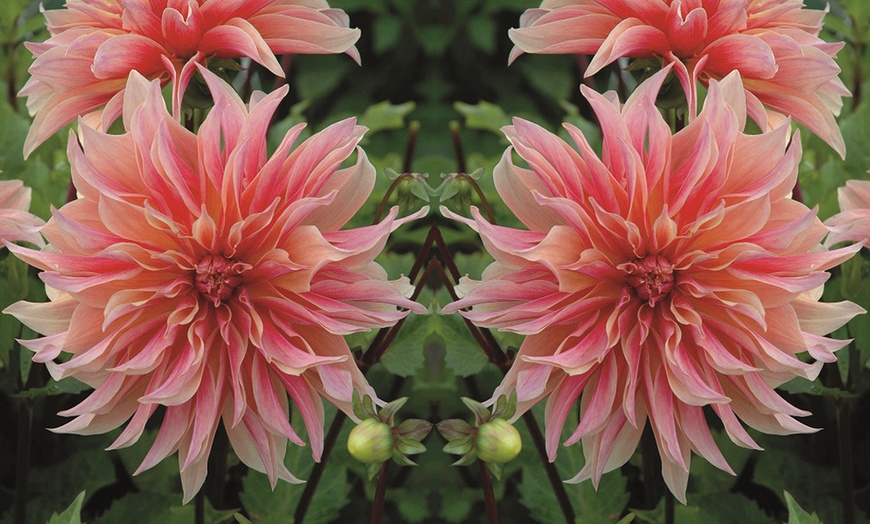 Image 2: 1,3, or 6 Dahlia Penhill Watermelon Plants