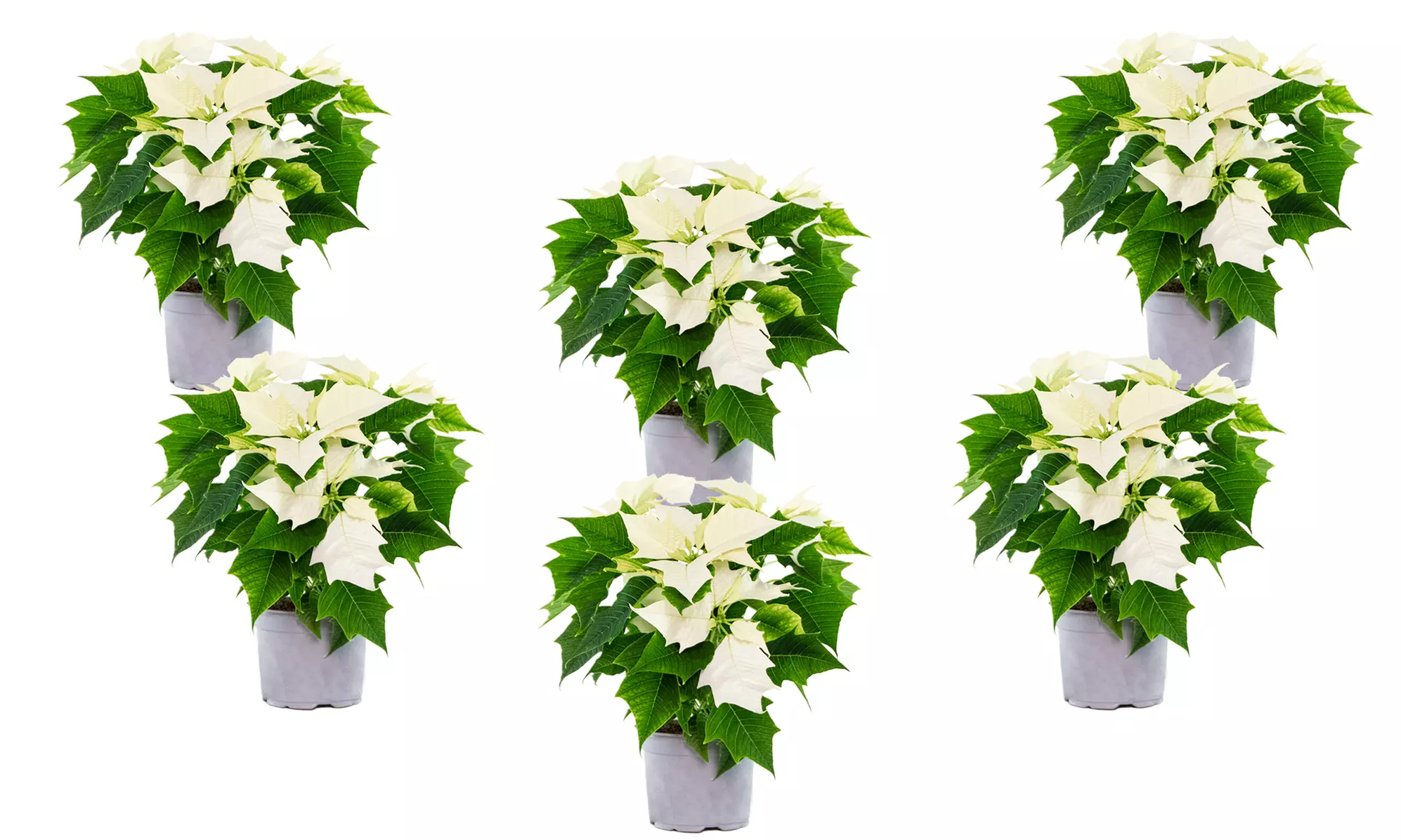 3x oder 6x Weihnachtsstern