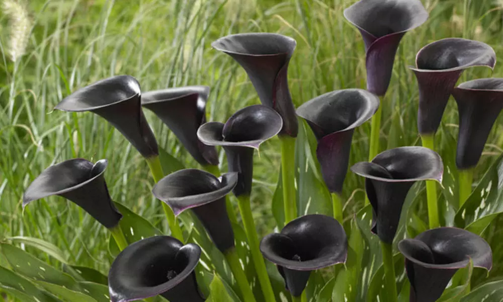 Pollen-Free Calla Queen of The Night Flower Bulbs (5-Pack) - Primary Image