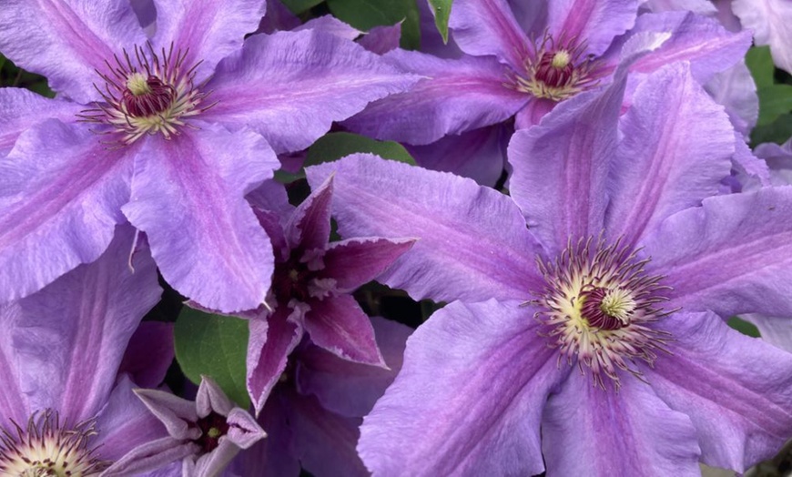 Image 6: Clematis ‘Tumaini’ - Buy 1 or 2 Potted Plants