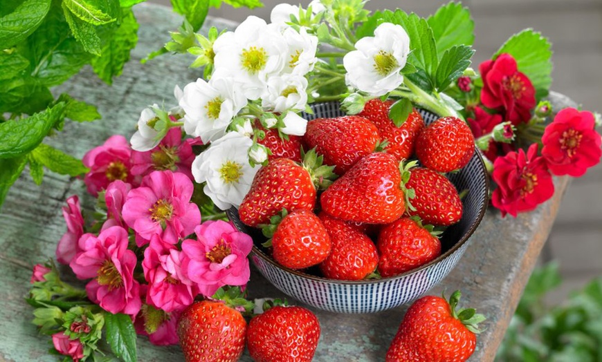 Image 3: Strawberry Summer Breeze Collection - 3, 6 or 9 Potted Plants