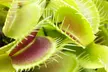 Venus Fly Trap Houseplant – 1 or 3 Potted Plants - Image 5