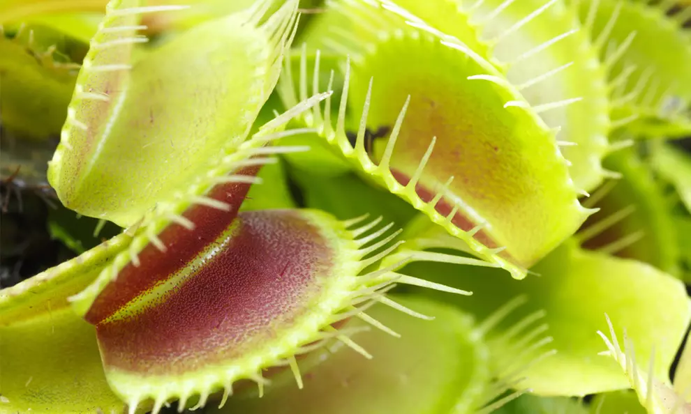 Venus Fly Trap Houseplant – 1 or 3 Potted Plants