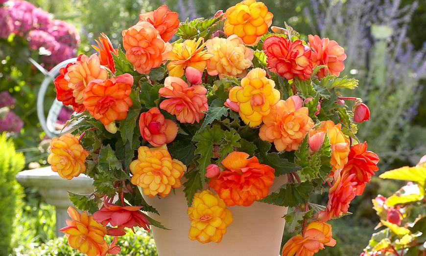 Image 1: 9 or 18 Begonia Golden Balcony