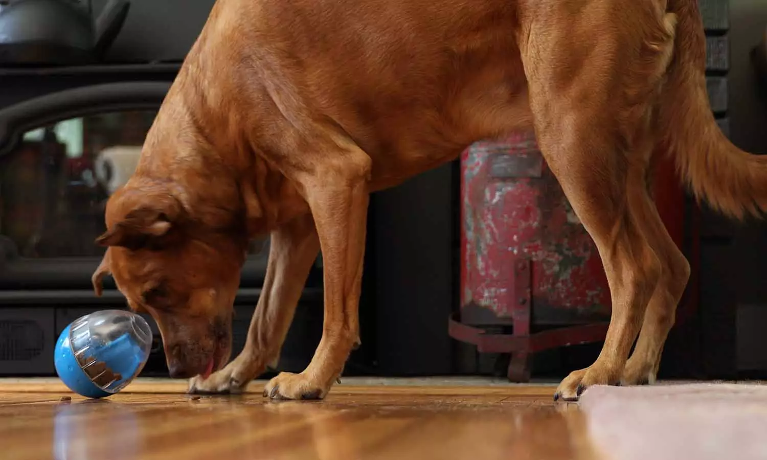 Wobble Doggle Treat Dispenser Toy for Dogs - Primary Image