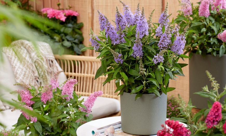 Image 4: Dwarf Patio Buddleja ‘Butterfly Candy’ Potted Plant Collections
