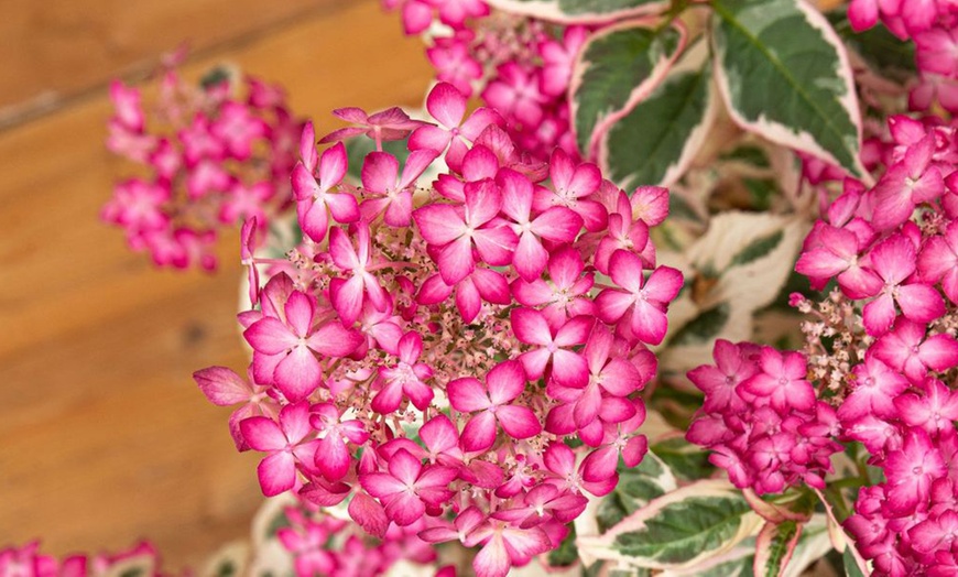 Image 1: Hydrangea Serrata ‘Euphoria Pink’ – 1 Potted Plants in 3-Litre Pot