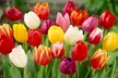 300-Piece Complete Spring-Flowering Bulb Collection - Image 2