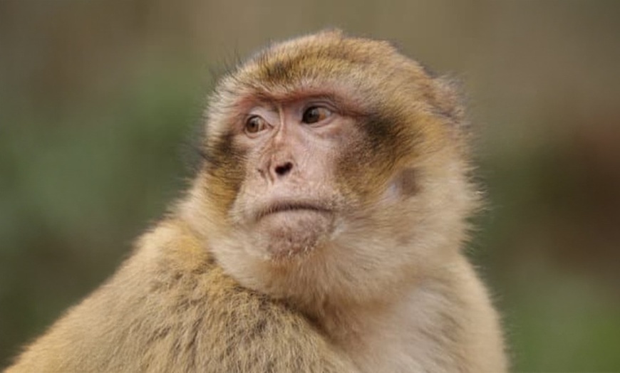 Image 4: ARK Wildlife Park Entrance Tickets – Fun for All Ages