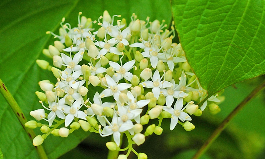 Image 3: Cornus Sanguinea Winter Flame