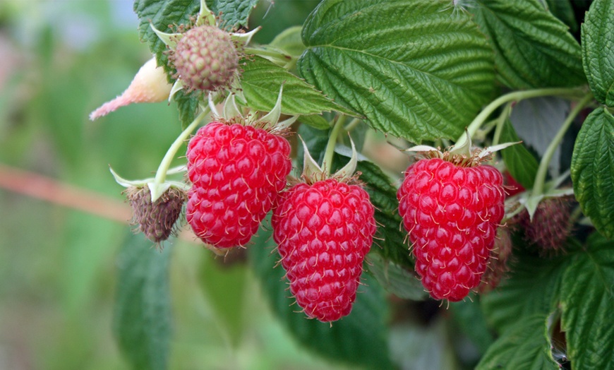 Image 1: Three Raspberry Summer Lovers Patio Red Plants