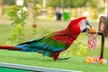 General admission to Dubai Exotic Bird-Show at Creek Park Bird Show in Dolphinarium - Image 6