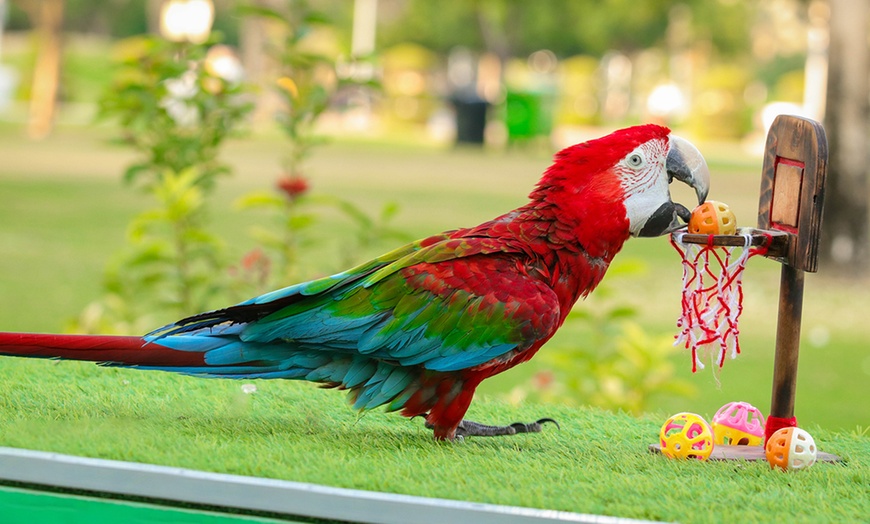 Image 6: General admission to Dubai Exotic Bird-Show at Creek Park Bird Show 