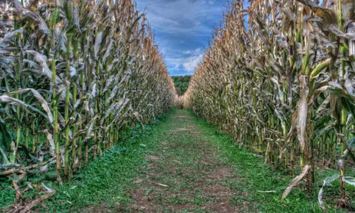 Entry for One or Two Adults or One Child to The Ah-Mazing Pursuit Corn Maze Race on August 28 (Up to 57% Off) - Primary Image