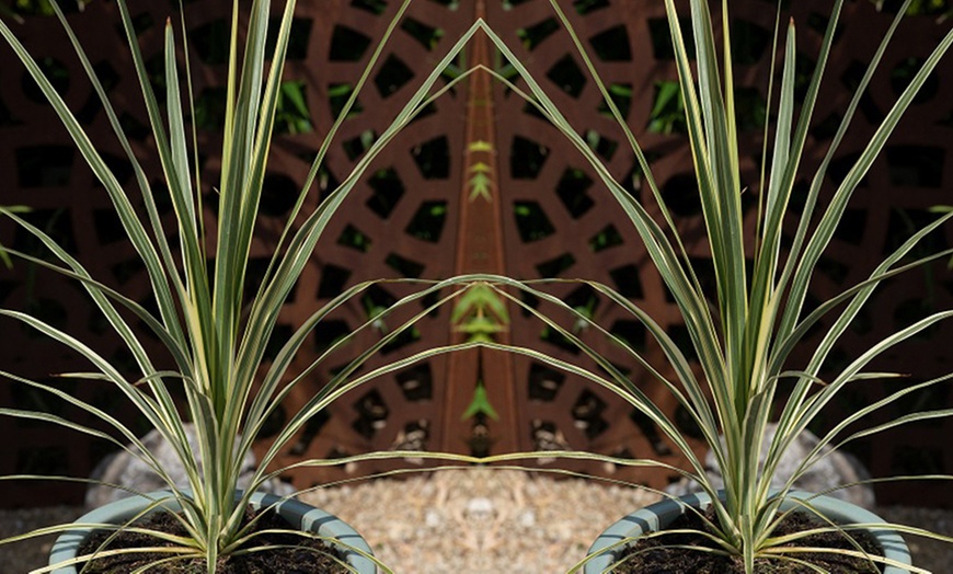 Image 3: Cordyline Australis 'Lime Passion - 2 Potted Plants